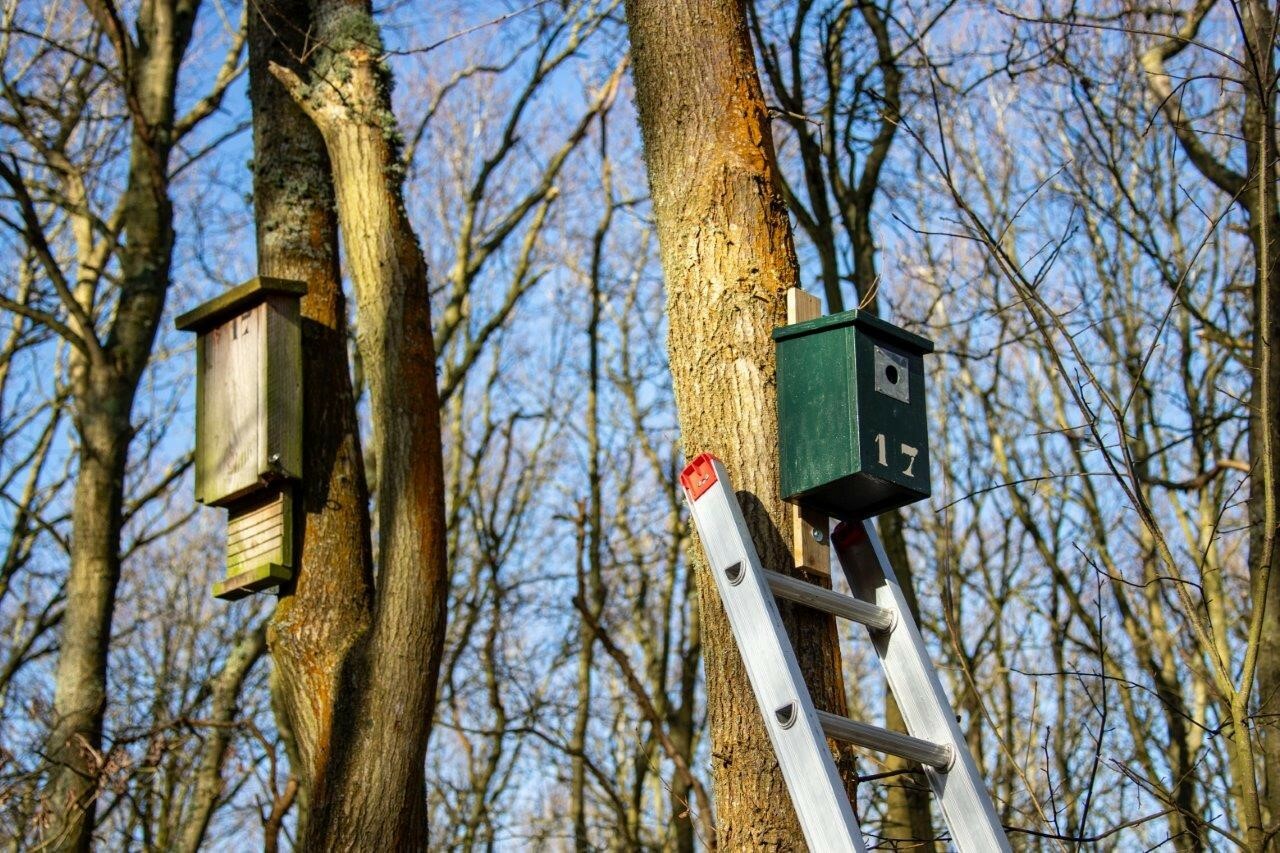 Nestkastjes aan boom