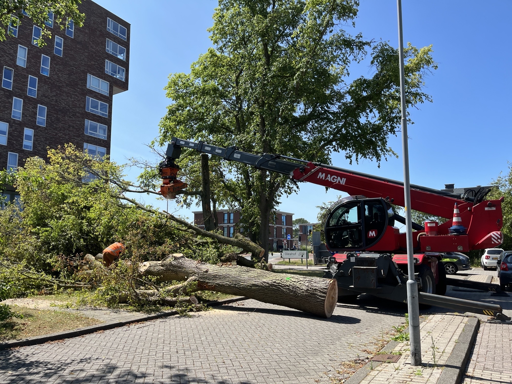 Een omgezaagde zieke iep wordt weggetakeld