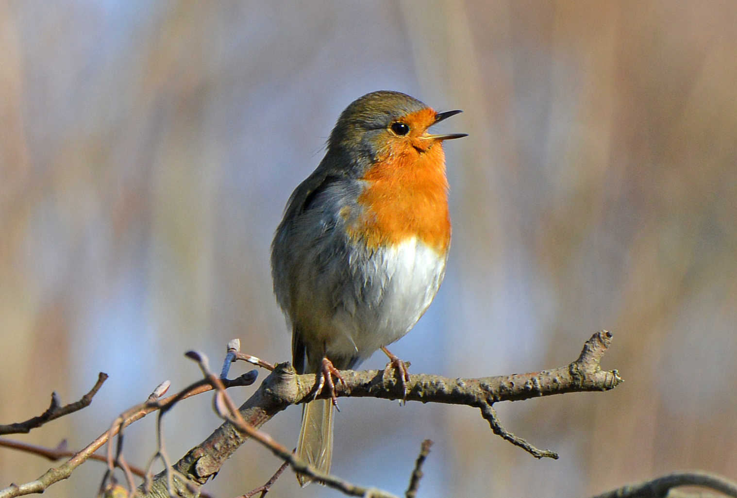 Roodborst